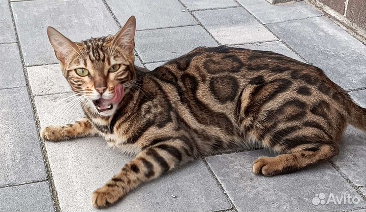 Котик в добрые руки