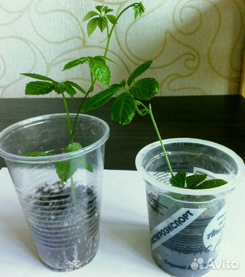 Циссус Стриата