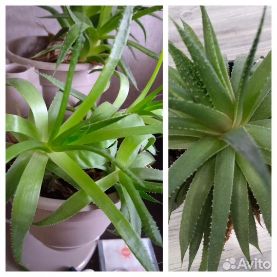 Кактусы и суккуленты