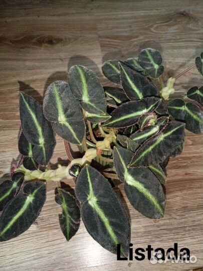 Бегония природная Listada