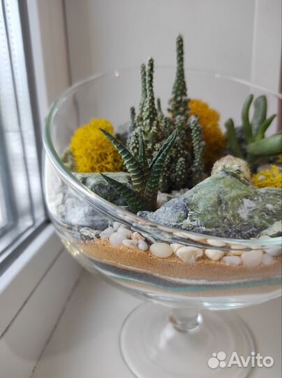 Флорариум суккуленты