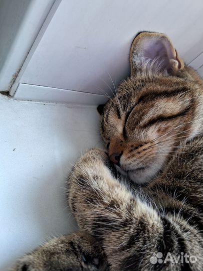 Кот