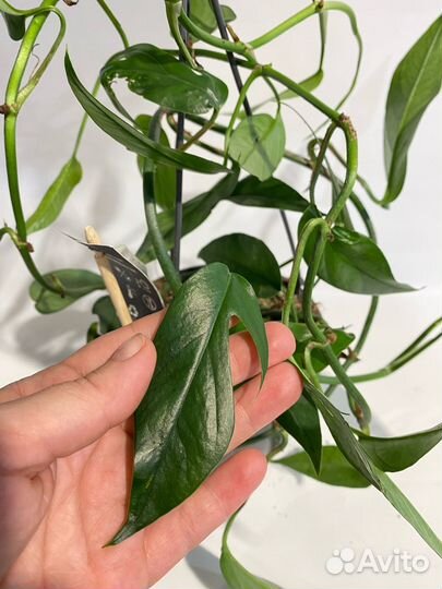 Эпипремнум Пиннатум