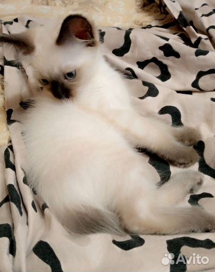 Сиамская кошечка
