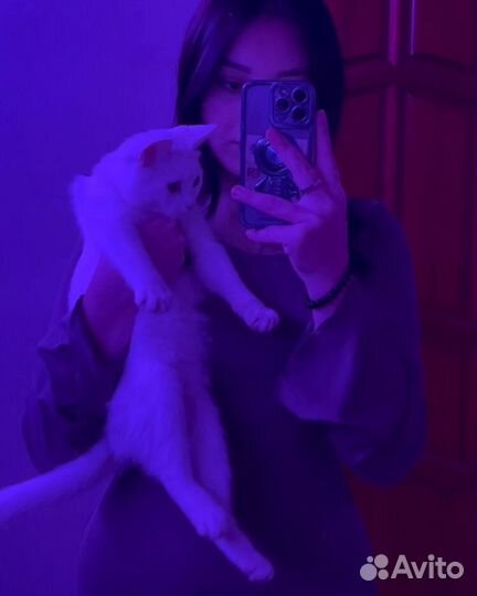 Самая милая кошечка