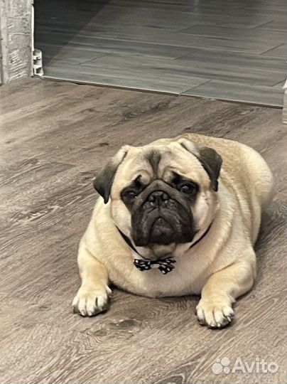 Мопс вязка мальчик