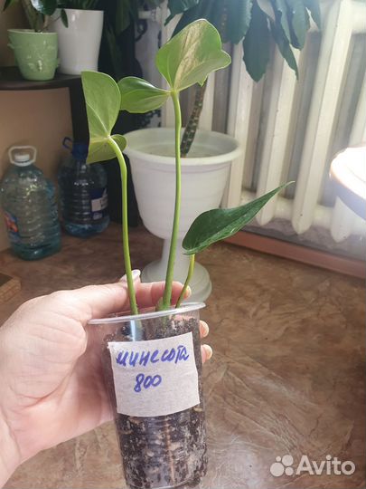 Антуриум Миннесота