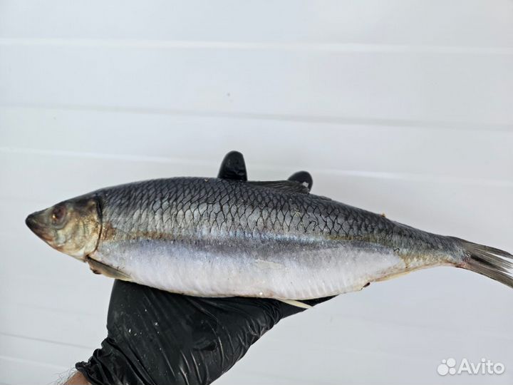 Морская рыба и морепродукты