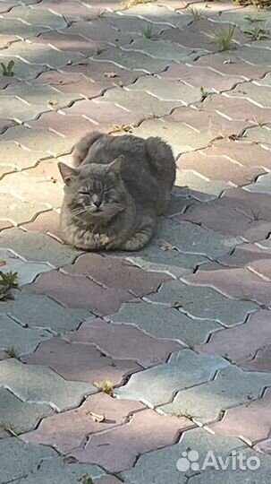 Передержка кошек. Выгул собак. Квартира/дом