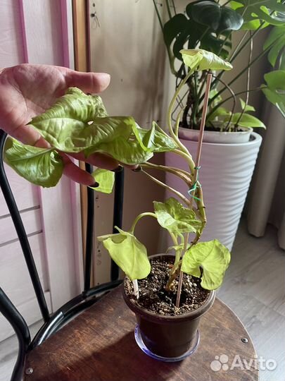 Сингониум лайм грин