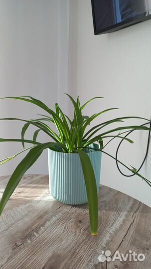 Хлорофитум