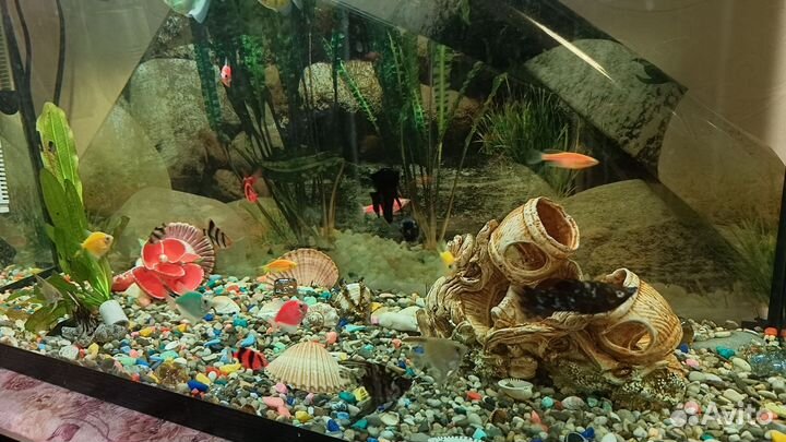 Аквариум 150 литров со всем содержимым