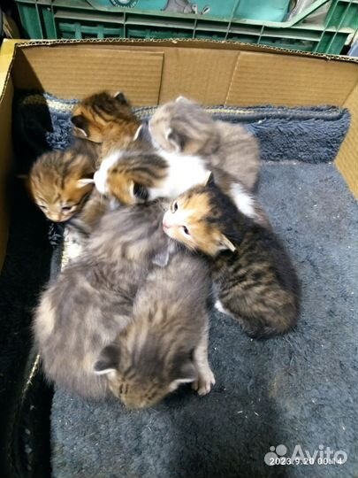 Кошки