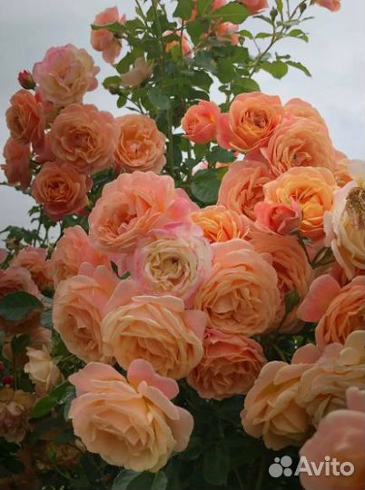 Роза канадская