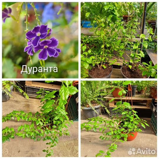 Продажа цветов -бугенвиллия,портулак, Дуранта и тд