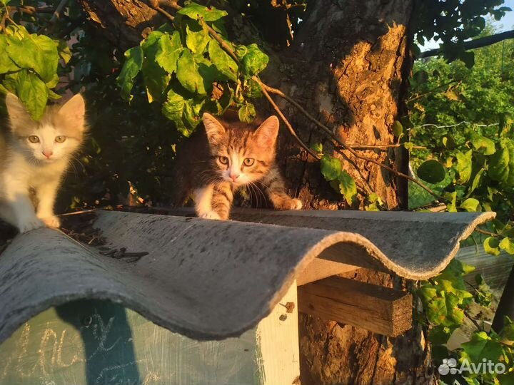 Кошечка в добрые руки