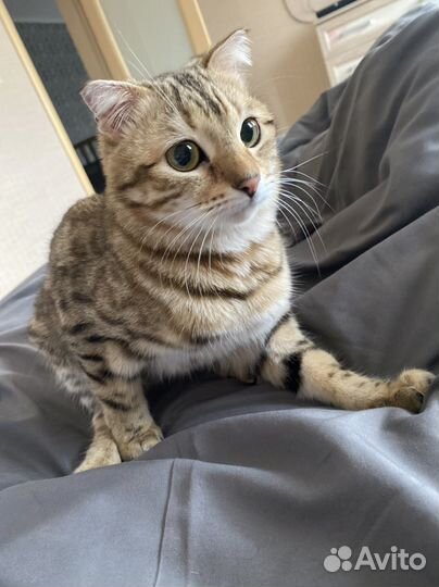 Бенгальская кошка