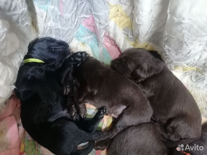 Прямошерстный ретривер