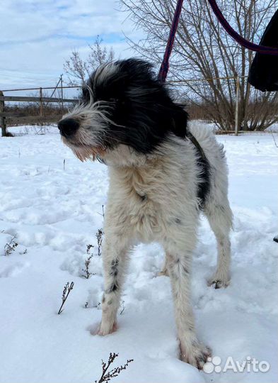 Бармалей ищет дом