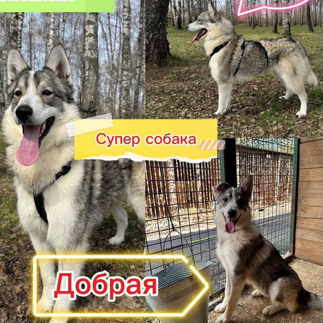 Западносибирская лайка, взрослая собака