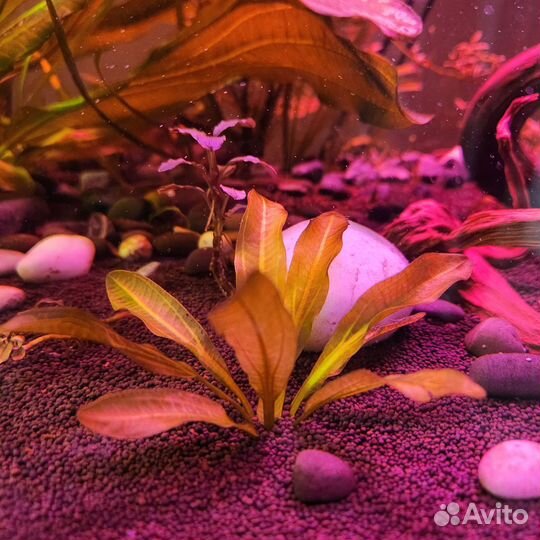 Эхинадорус