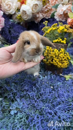 Декоративные кролики мини