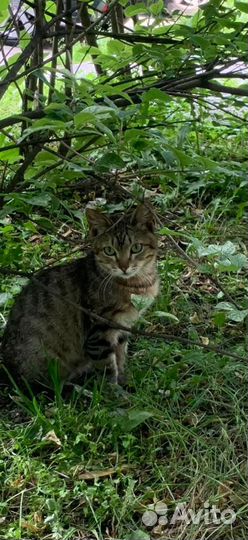 Молоденькие котики погибнут на улице