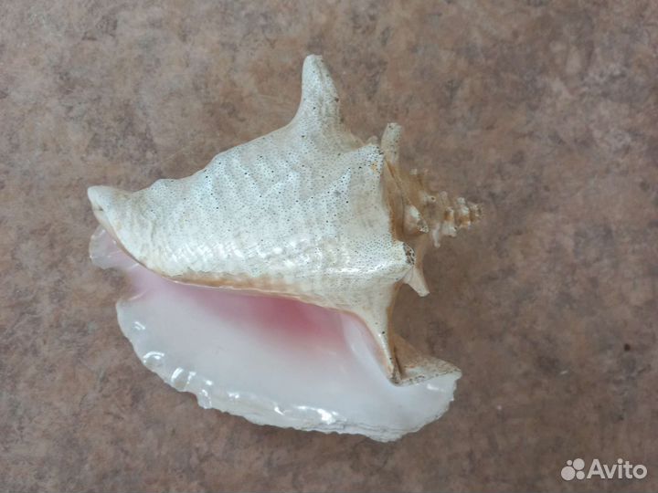 Ракушка Куба