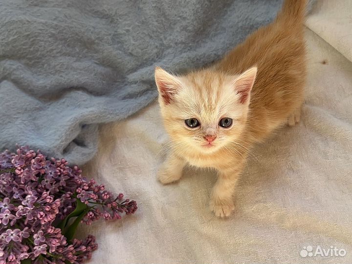 Британский котенок рыжий мальчик