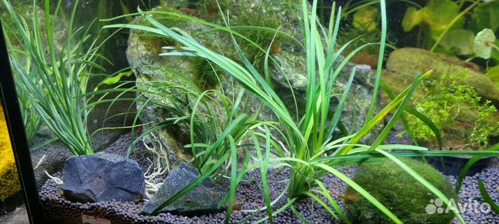 Аквариумные растения
