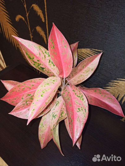 Аглаонема престиж