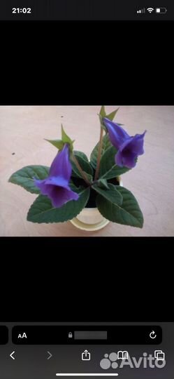 Продам цветы