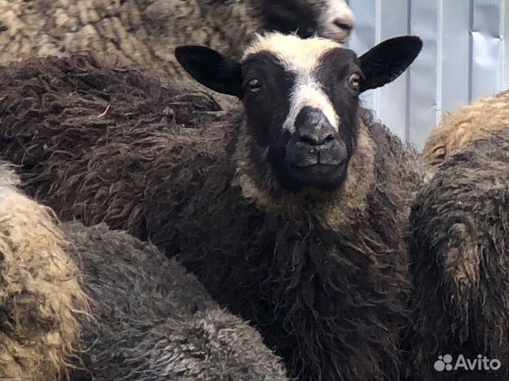 Овцы бараны романовской породы