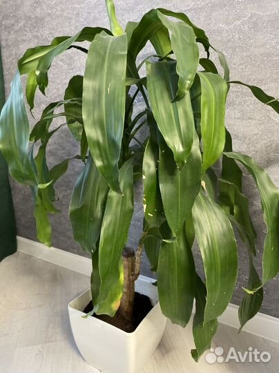 Пальма юкка бронь