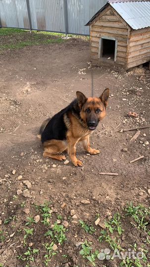 Немец Шерхан