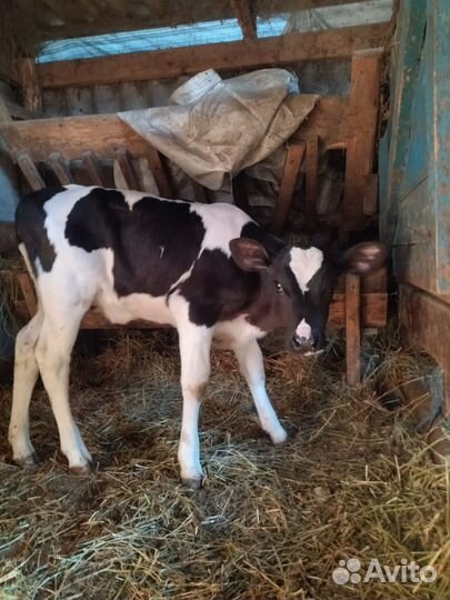 Телочка 1 месяц