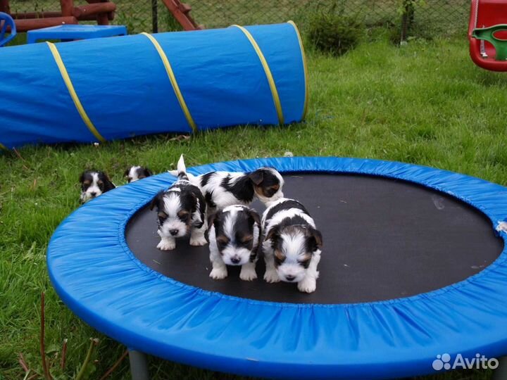 Бивер щенки