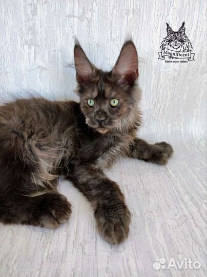 Мейн-кун полидакт черный дым 6666