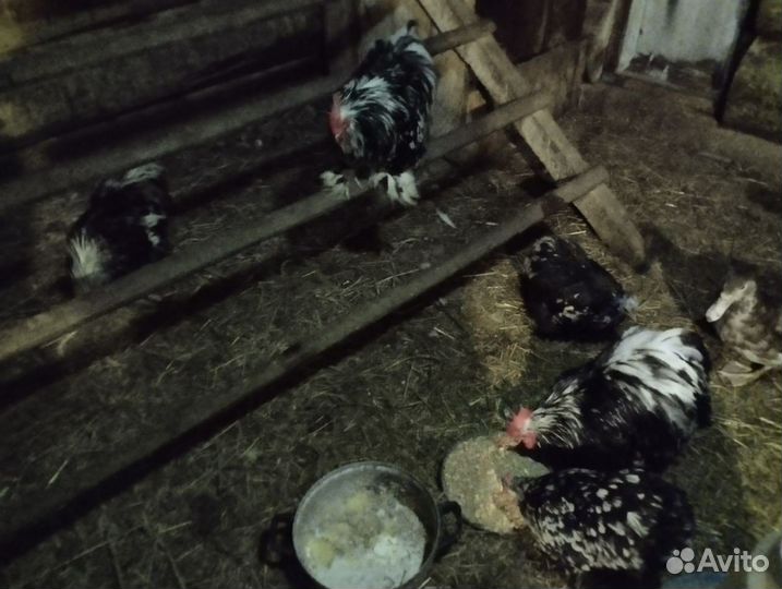 Карликовые кохинхины