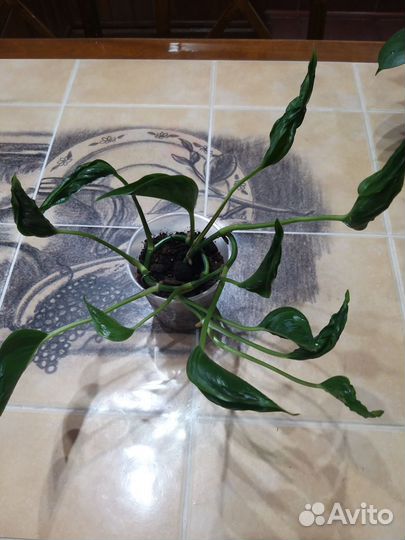 Комнатные растения