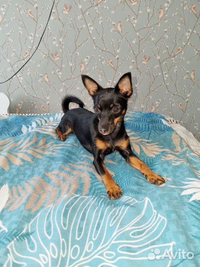 Мини той-терьер щенки