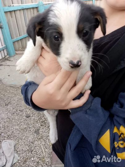 Щенок в добрые руки, М. Кузн