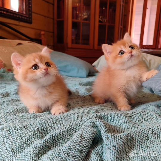 Котята шотландцы
