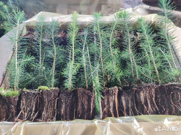 Сеянцы сосны зкс