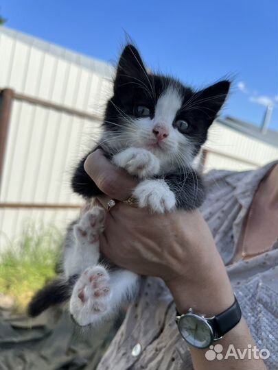 Котята в добрые руки бесплатно