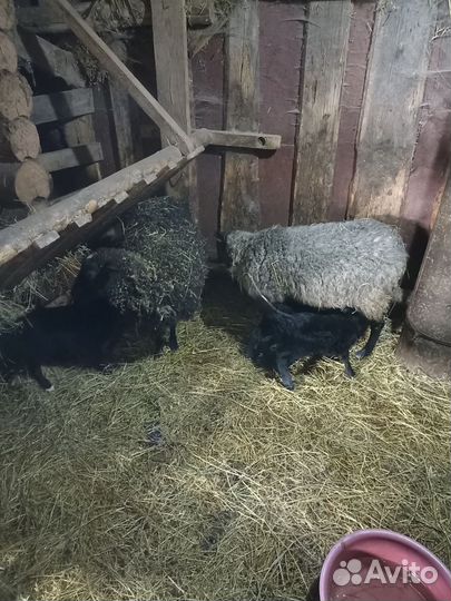 Овцы с ягнятами