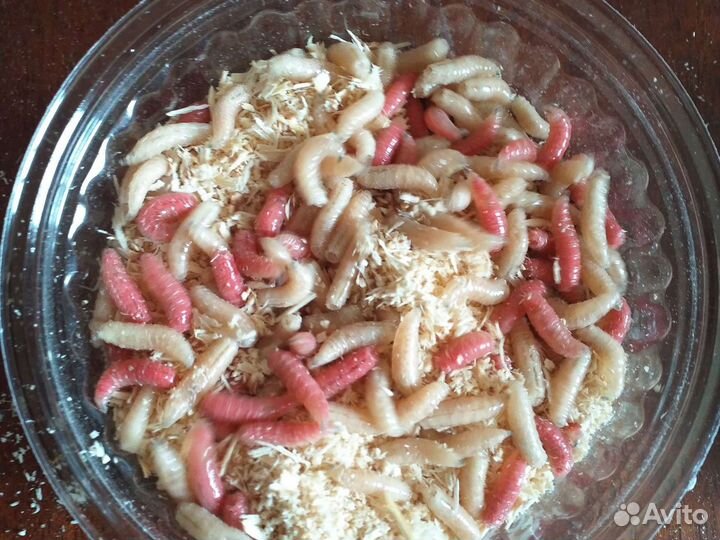 Черви. Опарыш