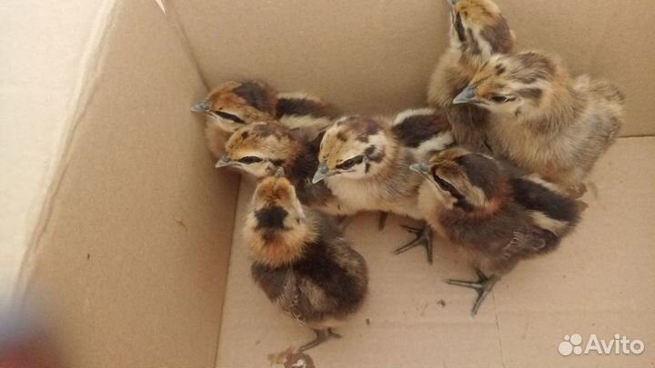 Цыплята лакеданзи