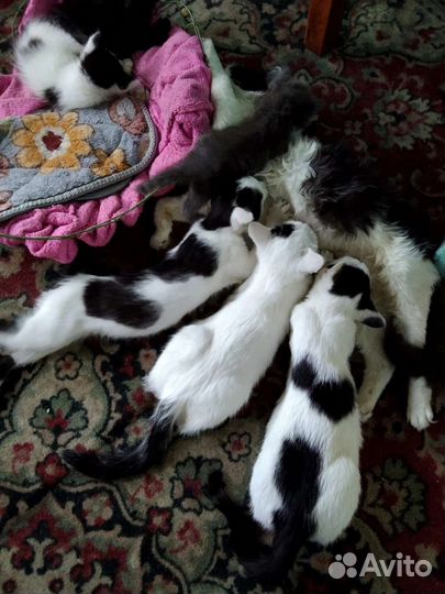 Котята в добрые руки