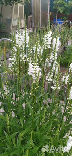 Физостегия белая